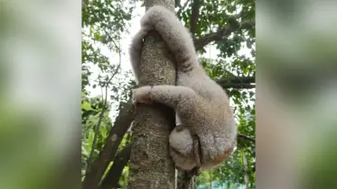 বান্দরবানে বিপন্ন প্রজাতির লজ্জাবতী বানর উদ্ধার করলো বন বিভাগ