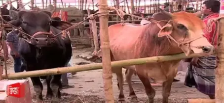 বাড়ছে ক্রেতার চাপ, সংকটে গাবতলীর হাটে দাম বেড়েছে গরুর