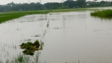 বৃষ্টিতে আমতলীতে জলাবদ্ধতা, আউশ চাষে চরম বিপর্যয়