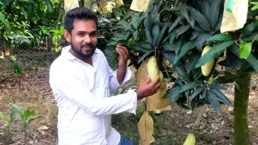 নতুন দিগন্তে রংপুরের আম: হাড়িভাঙ্গা আমের পাশে বাড়ছে নতুন জাতের কদর!