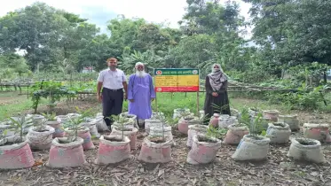 বস্তায় আদা চাষে সফল কৃষক নুরুল ইসলাম 