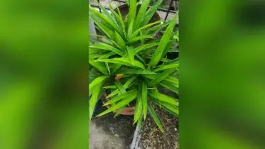 পোলাও পাতায় লুকানো স্বাস্থ্য রহস্য