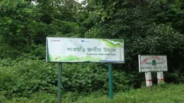 সাতছড়ি উদ্যান থেকে সেগুনগাছ কেটে নিয়ে গেছে চোরেরা