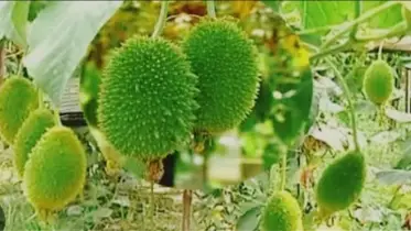 কাঁকরোলের গ্রাম ঝিনাইগাতীর  ‘গোমড়া’