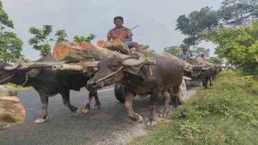 যেখানে থেমে গেছে সময়, সেখানে এখনো ছুটে চলে মহিষের গাড়ি
