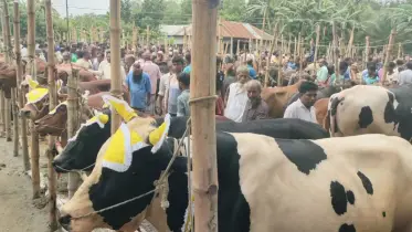 নবীনগরে বড় গরুতে দর্শনার্থী বেশি, ছোট গরুতে মিলছে ক্রেতা।