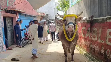 রাঙামাটির সবচেয়ে বড় গরু ’রাজা’ বিক্রি হলো ৫ লক্ষ ২০ হাজার টাকায়