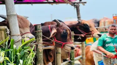 বেড়ার হাটে গরুর দাম কম,মাঝারি গরুর চাহিদা বেশি