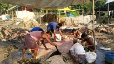 শ্রমিক নেই,পঁচে যাচ্ছে কোরবানির চামড়া — শম্ভুগঞ্জ হাটে বিপর্যয়