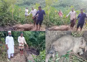 নালিতাবাড়ীতে মৃত বন্যহাতি শাবকের সন্ধান, উদ্ধারে ব্যর্থ 