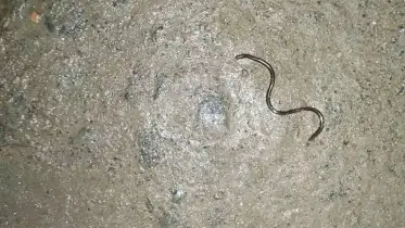 বিশ্বের সবচেয়ে ছোট সাপ বার্বাডোস, দেখা মিলল ২০ বছর পর