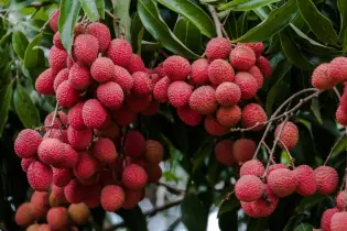 লিচু খাওয়া কি সত্যিই শরীরের জন্য ভালো? বিশেষজ্ঞদের জবাব জানলে অবাক হবেন!