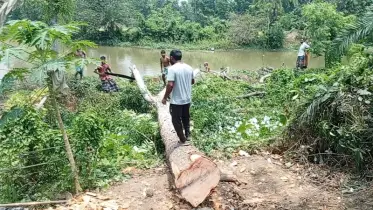 সরকারি জায়গার গাছ কেটে নেওয়ার অভিযোগ বিএনপি নেতার বিরুদ্ধে