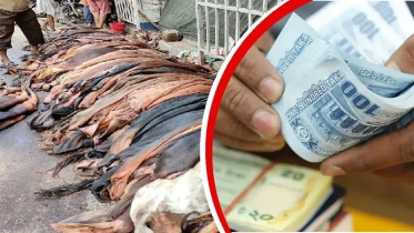 চামড়ার বাজার কি পাবে এবার ন্যায্য দাম?