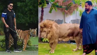 পাকিস্তানে বাঘ আর সিংহ পোষার হিড়িক, কী কারণে?