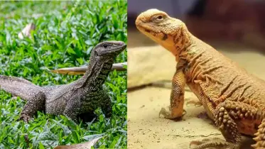 সান্ডা আর গুইসাপ কি একই প্রাণী?