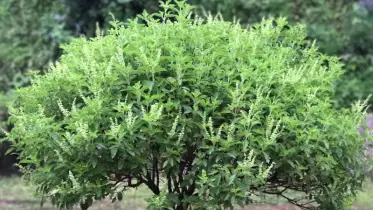 জেনে নিন প্রতিদিন কাঁচা তুলসী পাতা খাওয়ার উপকারিতা