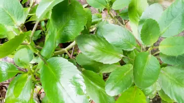 প্রাকৃতিক ওষুধের ছোট্ট বিস্ময় পাথরকুচি