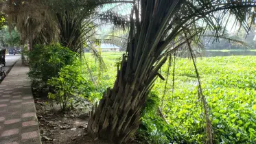 ডিসি অফিসের সামনের পুকুর যেন ‘বাতির নিচে অন্ধকার’