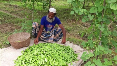 অসময়ে শিম চাষে কৃষকের বাজিমাত