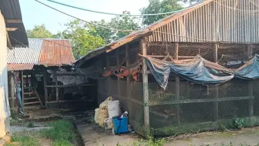 লোকালয়ে পোল্ট্রি খামার, দুর্গন্ধে অতিষ্ঠ এলাকাবাসী