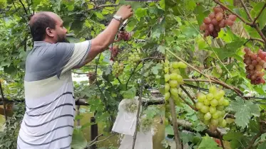 ইউটিউব দেখে শুরু, ৩০ জাতের আঙুর চাষী শোভন 