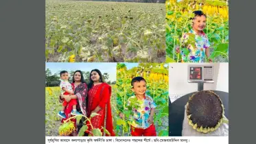 কলাপাড়ায় এ বছর সূর্যমুখী চাষ থেকে কৃষি অর্থনীতিতে ২৯ কোটি টাকার যোগান