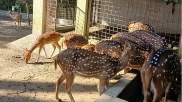 খাঁচা থেকে হরিণ উধাও : থানায় অভিযোগ