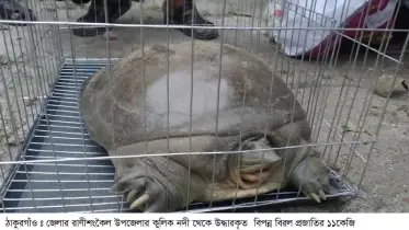 ঠাকুরগাঁওয়ে বাড়িতে কচ্ছপ রাখায় এক কৃষককে ২০ হাজার টাকা জরিমানা