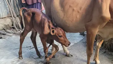 গোপালপুরে পাঁচ পা নিয়ে গরুর বাছুরের জন্ম, উৎসুক জনতার সমাগম