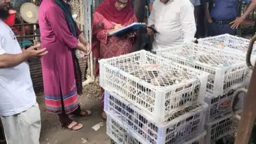 রাজশাহীর বাঘায় দুইশ ঘুঘু অবমুক্ত, পোল্ট্রি মালিকসহ দুজনের জরিমানা