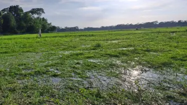 বাউফলে আমন বীজতলা পানির নিচে: দুশ্চিন্তায় চাষীরা