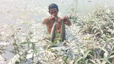 পুকুরে বিষ প্রয়োগে ৫০ মণ মাছ নিধনের অভিযোগ