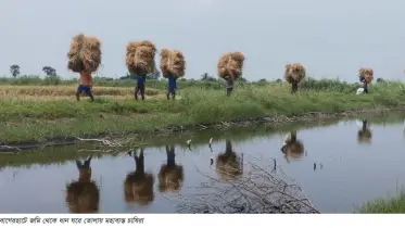 প্রতিকূল পরিবেশের মধ্যেও লবনাক্ত রামপালে বোরোর বাম্পার ফলন