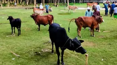 বৃষ্টিতে ফাঁকা গরুর হাট, হতাশ বিক্রেতারা 