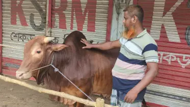 শাজাহানপুরে কোরবানির ঈদকে সামনে রেখে প্রস্তুত সাড়ে ৫৭ হাজার পশু
