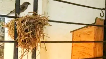 বিলুপ্তির পথে চড়ুইপাখি