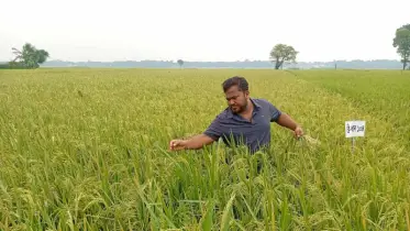 মাঠে দোল খাচ্ছে ধানের শীষ, কৃষকের মুখে হাসির ঝিলিক