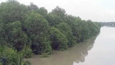 কলাপাড়ায় বিভিন্ন চরের খাস জমি ‘সংরক্ষিত বন এলাকা’ ঘোষণা ৩৯ বছরেও বাস্তবায়ন হয়নি