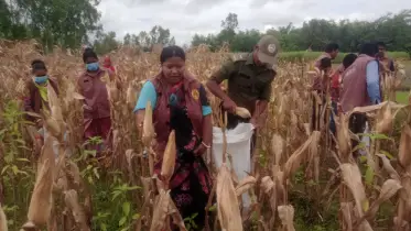 তারাগঞ্জে দরিদ্র কৃষকের ভুট্টা ঘরে তুলে প্রশংসা পাচ্ছেন আনসার ভিডিপি সদস্যরা