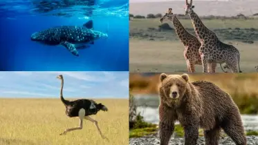 জানুন পৃথিবীর ৮টি সবচেয়ে বড় প্রাণীর কথা