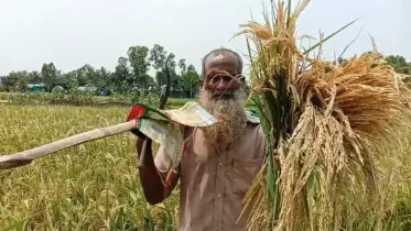 ঝিনাইগাতীতে শতাধিক একর জমির ধান চিটা, কৃষকের মাথায় হাত!