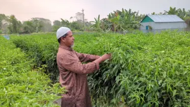 মালচিং পদ্ধতিতে বিভিন্ন সবজি চাষ করে সফল বাবা-ছেলে