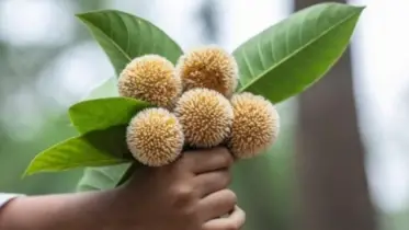 বর্ষা কদম ফুলের মন মাতানো রং ছাড়া ম্লান!