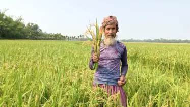 নালিতাবাড়ীতে বোরো ধানের মরা শীষ: দুশ্চিন্তায় কৃষক