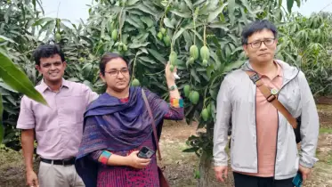 সাপাহারের আম বিশ্ববাজারে ব্র্যান্ডিংয়ের দাবি