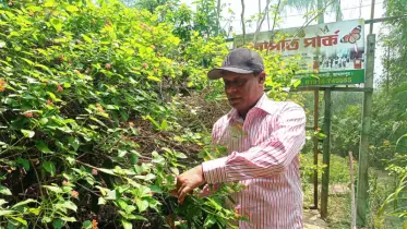 জামালপুরে গড়ে উঠেছে প্রজাপতি পার্ক ও দ্বিজেন শর্মা উদ্যান