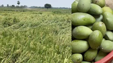 চাঁপাইনবাবগঞ্জে শিলাবৃষ্টিতে কৃষকের মাথায় হাত