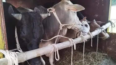 কোরবানির গরু পরিবহনে সোমবার জামালপুর থেকে চলবে ক্যাটল স্পেশাল ট্রেন