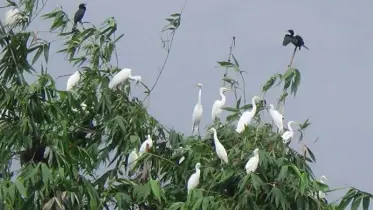 হারিয়ে যাচ্ছে নান্দনিক সৌন্দর্যের প্রতীক বড় সাদা বক